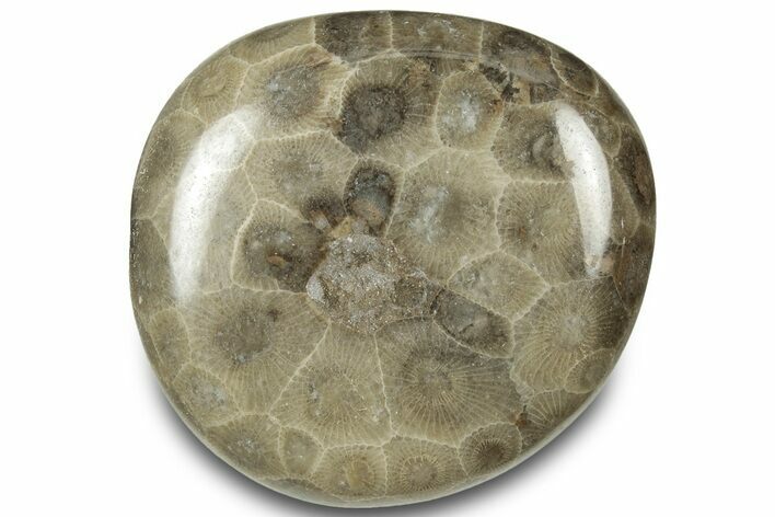 Polished Petoskey Stone (Fossil Coral) - Michigan #322988